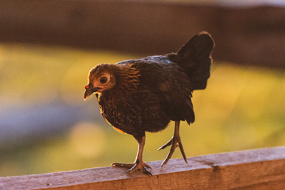 Sweet Little Hen