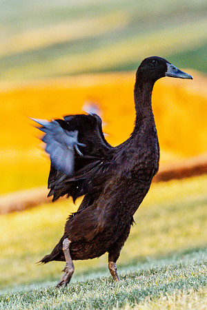 Runner Duck