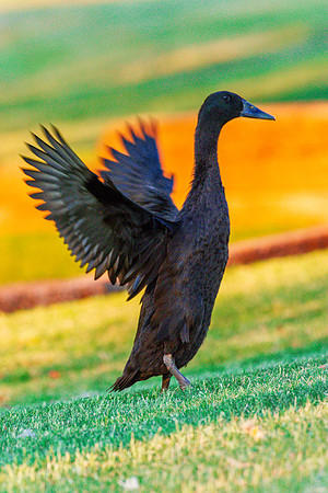 Runner Duck
