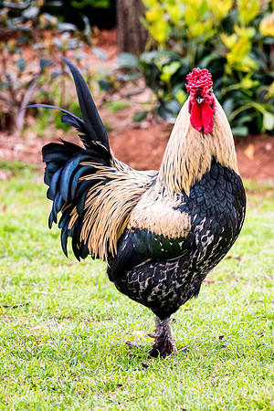 Rooster