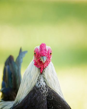Fancy Little Rooster