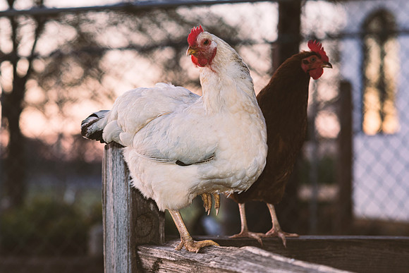 White Hen