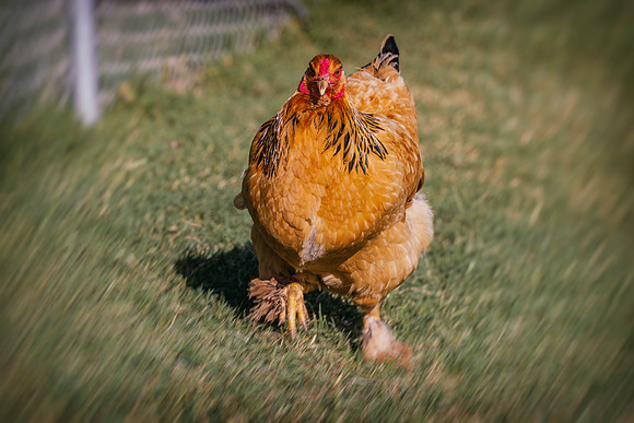 Running Hen