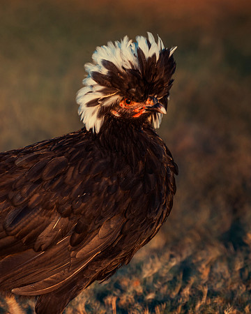 Polish Hen