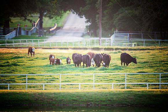 Cattle