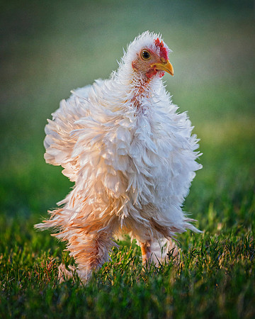 Small Frizzle Hen