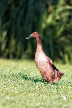 Runner Duck
