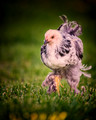 Chickens, Ducks, Geese & Goats Pt.2