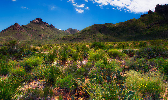 Aloe, Bertazzoni, "Big Bend", "Big Bend State Park", "Big bend National Park", Comanche, Indians, Mexico, Nikon, "Rio Bravo", Texas, USA, bears, cactus, canoeing, canyon, crows, deer, flowers, "ghost