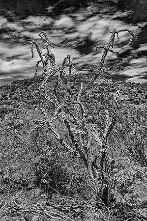 Aloe, Bertazzoni, "Big Bend", "Big Bend State Park", "Big bend National Park", Comanche, Indians, Mexico, Nikon, "Rio Bravo", Texas, USA, bears, cactus, canoeing, canyon, crows, deer, flowers, "ghost