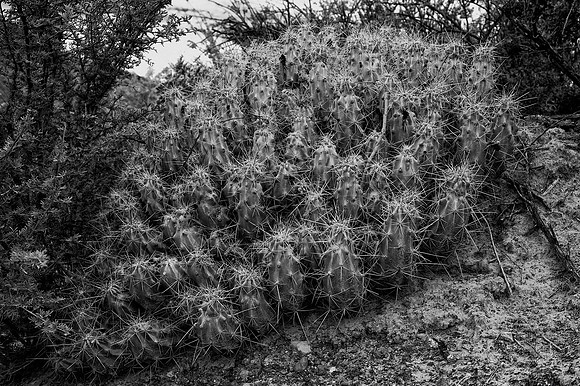 Aloe, Bertazzoni, "Big Bend", "Big Bend State Park", "Big bend National Park", Comanche, Indians, Mexico, Nikon, "Rio Bravo", Texas, USA, bears, cactus, canoeing, canyon, crows, deer, flowers, "ghost
