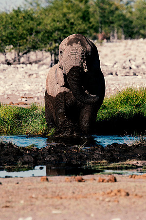 Bull Elephant - Etosha