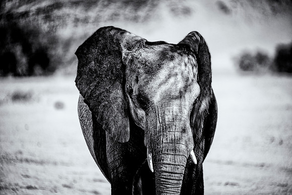 Desert Elephant