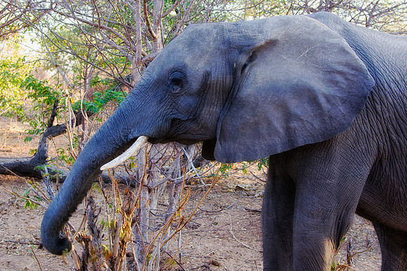 Africa, Botswana, Botswana, Chobe, Dumbo, India, Kenya, Kenya, Masai Mara, Moremi, Namibia, Namibia, Savuti, South Africa, South Africa, Tanzania, Tanzania, Zambia, Zimbabwe, ears, elephant, elephant,