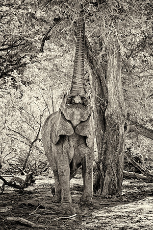 Desert Elephant
