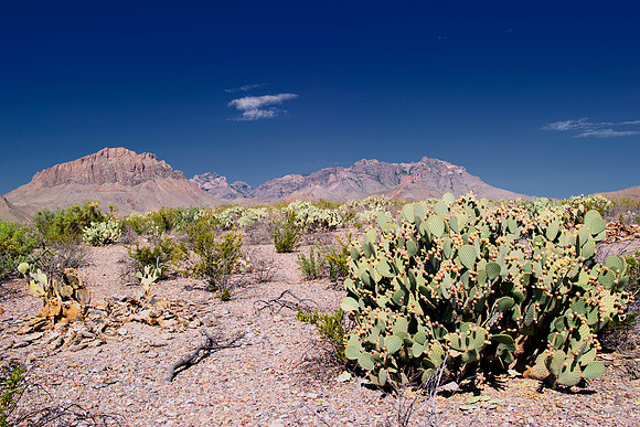 Aloe, Bertazzoni, "Big Bend", "Big Bend State Park", "Big bend National Park", Comanche, Indians, Mexico, Nikon, "Rio Bravo", Texas, USA, bears, cactus, canoeing, canyon, crows, deer, flowers, "ghost