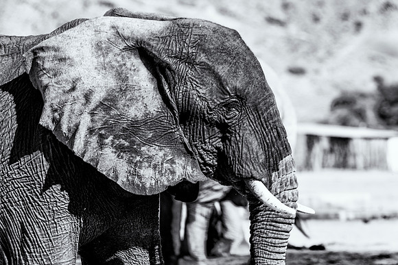 Desert Elephant