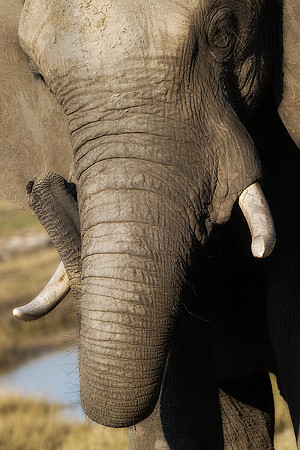 Africa, Africa, Africa, Botswana, Botswana, Chobe, Dumbo, India, Kenya, Kenya, Mara, Masai, Moremi, Namibia, Namibia, Savuti, South, South, Tanzania, Tanzania, Zambia, Zimbabwe, ears, elephant, elepha