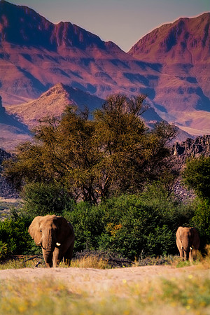 Africa, Bertazzoni, Botswana, Chobe, Dumbo, India, Kenya, Mara, Masai, Moremi, Namibia, Namibia, Savuti, "South Africa", Tanzania, Zambia, Zimbabwe, baby, "black & white", ears, elephant, illegal, ivo
