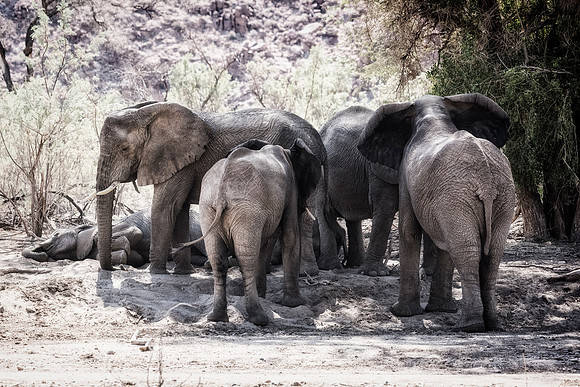 Desert Elephants