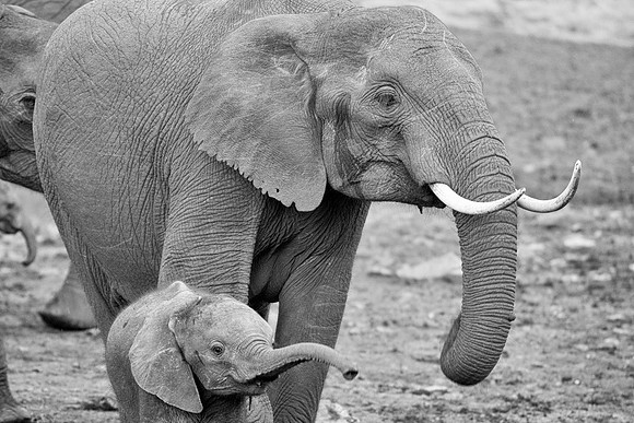 Bertazzoni, Botswana, Chobe, Dumbo, India, Kenya, Mara, Masai, Moremi, Namibia, Namibia, Savuti, "South Africa", Tanzania, Zambia, Zimbabwe, baby, ears, elephant, frica, illegal, ivory, jungle, pack,