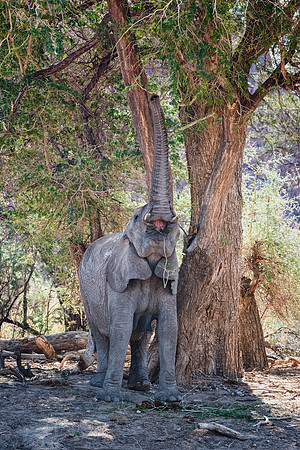 Desert Elephant