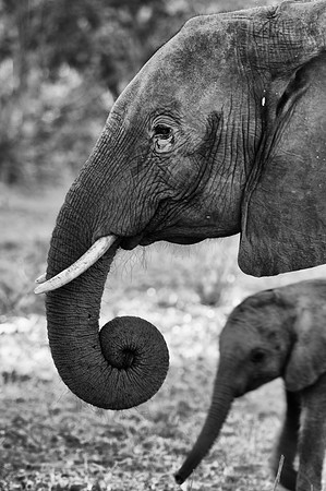 Africa, Botswana, Botswana, Chobe, Dumbo, India, Kenya, Kenya, Masai Mara, Moremi, Namibia, Namibia, Savuti, South Africa, South Africa, Tanzania, Tanzania, Zambia, Zimbabwe, ears, elephant, elephant,