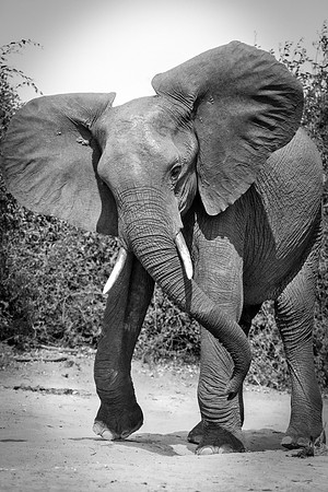 Africa, Africa, Africa, Botswana, Botswana, Chobe, Dumbo, India, Kenya, Kenya, Mara, Masai, Moremi, Namibia, Namibia, Savuti, South, South, Tanzania, Tanzania, Zambia, Zimbabwe, black, "black & white"