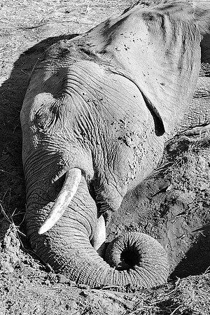 "dead elephant", elephant, tusks, poaching, trunk, skin, leather, Africa, India, Botswana, Kenya, Tanzania, Namibia, artistic, bertazzoni, "black & white",