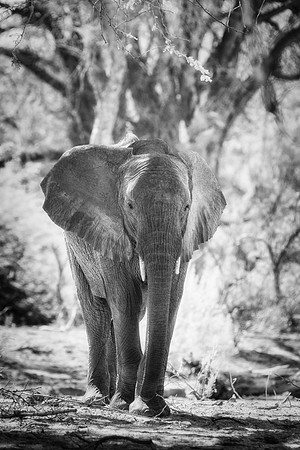 Desert Elephant