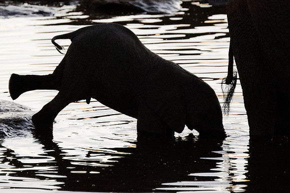 Africa, Bertazzoni, Botswana, Chobe, Dumbo, India, Kenya, Mara, Masai, Moremi, Namibia, Namibia, Savuti, "South Africa", Tanzania, Zambia, Zimbabwe, baby, "black & white", ears, elephant, illegal, ivo
