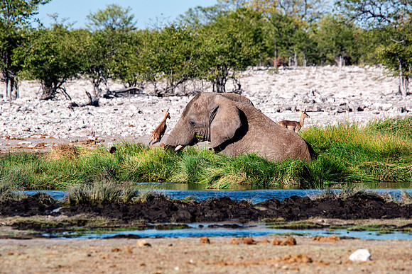 Bull Elephant - Etosha