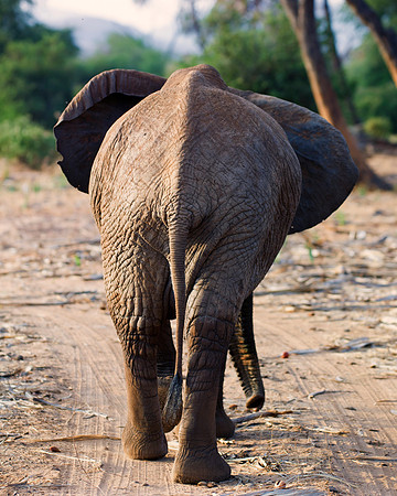 Africa, Bertazzoni, Botswana, Chobe, Dumbo, India, Kenya, Mara, Masai, Moremi, Namibia, Namibia, Savuti, "South Africa", Tanzania, Zambia, Zimbabwe, baby, "black & white", ears, elephant, illegal, ivo