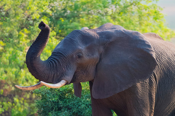 Africa, Africa, Africa, Botswana, Botswana, Chobe, Dumbo, India, Kenya, Kenya, Mara, Masai, Moremi, Namibia, Namibia, Savuti, South, South, Tanzania, Tanzania, Zambia, Zimbabwe, black, "black & white"