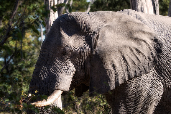 Africa, Africa, Africa, Botswana, Botswana, Chobe, Dumbo, India, Kenya, Kenya, Mara, Masai, Moremi, Namibia, Namibia, Savuti, South, South, Tanzania, Tanzania, Zambia, Zimbabwe, ears, elephant, elepha