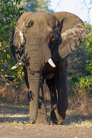 Africa, Africa, Africa, Botswana, Botswana, Chobe, Dumbo, India, Kenya, Kenya, Mara, Masai, Moremi, Namibia, Namibia, Savuti, South, South, Tanzania, Tanzania, Zambia, Zimbabwe, ears, elephant, elepha