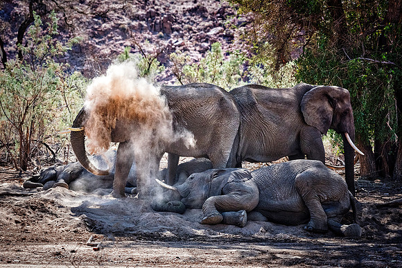 Desert Elephants
