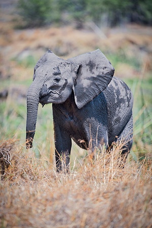Africa, Africa, Africa, Botswana, Botswana, Chobe, Dumbo, India, Kenya, Kenya, Mara, Masai, Moremi, Namibia, Namibia, Savuti, South, South, Tanzania, Tanzania, Zambia, Zimbabwe, black, "black & white"