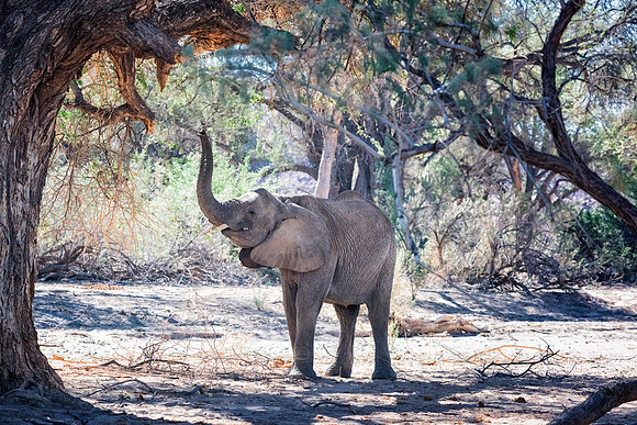 Desert Elephant