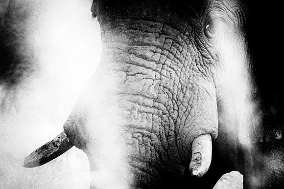 Africa, Africa, "South Africa", Botswana, Botswana, Chobe, Dumbo, India, Kenya, Kenya, Mara, Masai, Moremi, Namibia, Namibia, Savuti, South, South Africa, Tanzania, Tanzania, Zambia, Zimbabwe, black,