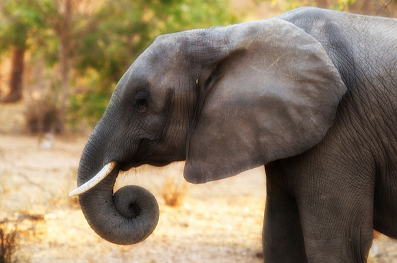 Africa, Africa, Africa, Botswana, Botswana, Chobe, Dumbo, India, Kenya, Kenya, Mara, Masai, Moremi, Namibia, Namibia, Savuti, South, South, Tanzania, Tanzania, Zambia, Zimbabwe, ears, elephant, elepha