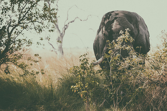 Africa, Africa, Africa, Botswana, Botswana, Chobe, Dumbo, India, Kenya, Kenya, Mara, Masai, Moremi, Namibia, Namibia, Savuti, South, South, Tanzania, Tanzania, Zambia, Zimbabwe, black, "black & white"