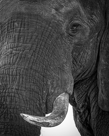 Africa, Africa, Africa, Botswana, Botswana, Chobe, Dumbo, India, Kenya, Kenya, Mara, Masai, Moremi, Namibia, Namibia, Savuti, South, South, Tanzania, Tanzania, Zambia, Zimbabwe, black, "black & white"