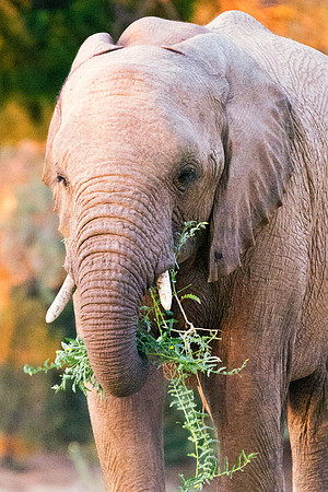 Bertazzoni, Botswana, Chobe, Dumbo, India, Kenya, Mara, Masai, Moremi, Namibia, Namibia, Savuti, "South Africa", Tanzania, Zambia, Zimbabwe, baby, "black & white", ears, elephant, frica, illegal, ivor