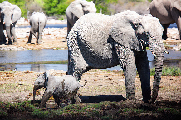 Baby Elephant - Etosha