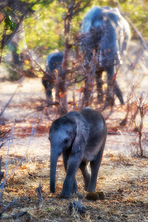 Africa, Botswana, Botswana, Chobe, Dumbo, India, Kenya, Kenya, Masai Mara, Moremi, Namibia, Namibia, Savuti, South Africa, South Africa, Tanzania, Tanzania, Zambia, Zimbabwe, ears, elephant, elephant,