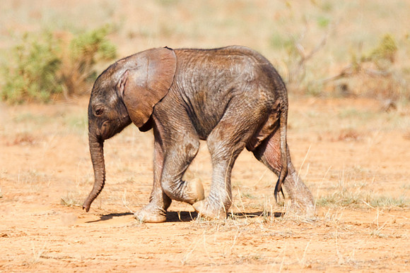 Bertazzoni, Botswana, Chobe, Dumbo, India, Kenya, Mara, Masai, Moremi, Namibia, Namibia, Savuti, "South Africa", Tanzania, Zambia, Zimbabwe, baby, "black & white", ears, elephant, Africa, illegal, ivo
