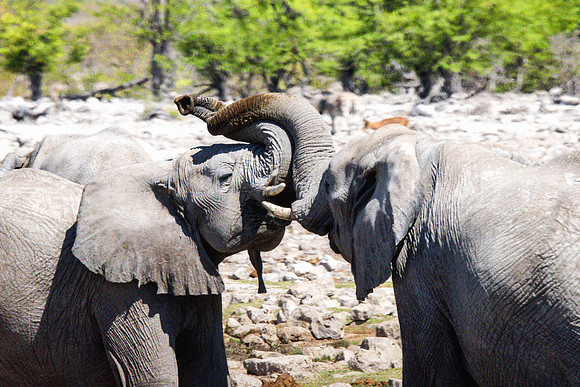 Elephants - Etosha