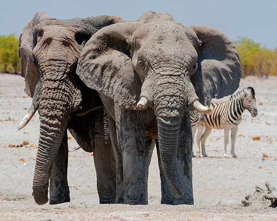 Africa, Africa, Africa, Botswana, Botswana, Chobe, Dumbo, India, Kenya, Kenya, Mara, Masai, Moremi, Namibia, Namibia, Savuti, South, South, Tanzania, Tanzania, Zambia, Zimbabwe, black, "black & white"