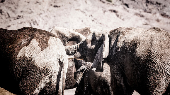 Desert Elephants